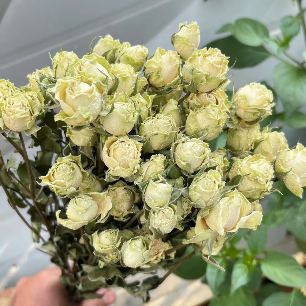 Mazzo di rose naturali stabili - Resin Art Rose recensione e prezzo