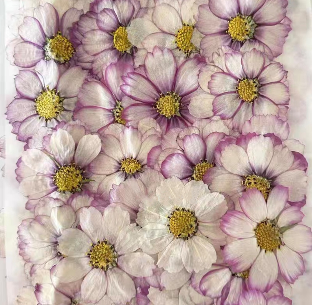 60 pz Pressato Secco Cosmos Fi - Resin Art Baby recensione e prezzo